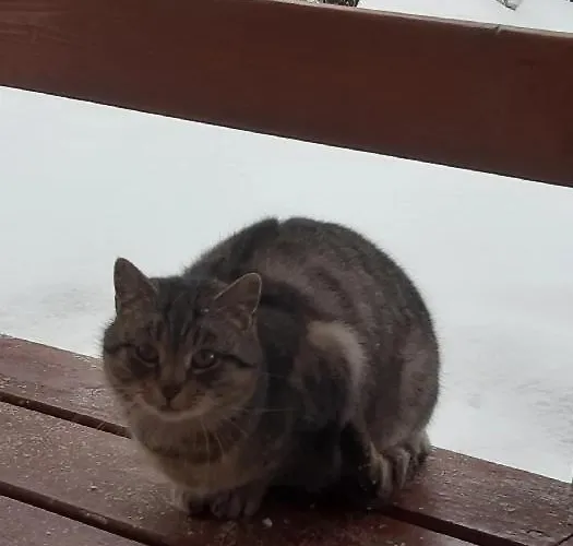 Kubusiowa * Мужасихле